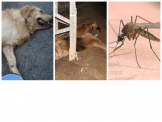 יתושים מסוכנים בדליה וכלבים מתים ברחובות